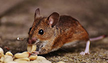 24 Hour & Emergency Exterminators in Rncho Cordova, CA